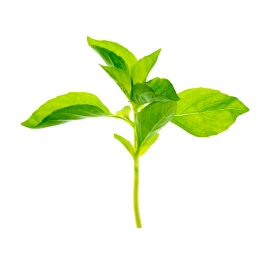 Şeffaf PNG üzerinde hassas bir fesleğen kümesi. Detaylı damarları ve zengin rengi var. Mutfak temalı grafikler için ideal..