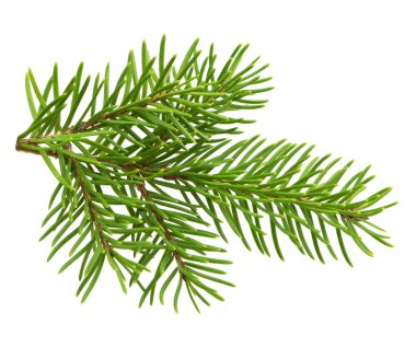 Bitkisel bir köknar dalı, zengin yeşil, gölgesiz beyaz bir zemin üzerinde izole, tatil temalı tasarımlar için harika..  