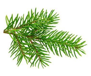 Bitkisel bir köknar dalı, zengin yeşil, gölgesiz beyaz bir zemin üzerinde izole, tatil temalı tasarımlar için harika..  