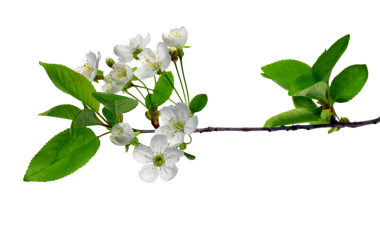 Kiraz çiçeği. Kiraz çiçekleri, sakura. Kartpostallar, tasarım ve kompozisyon dekorasyonu için, baskılar, posterler, çıkartmalar, hatıralar, şeffaf, png