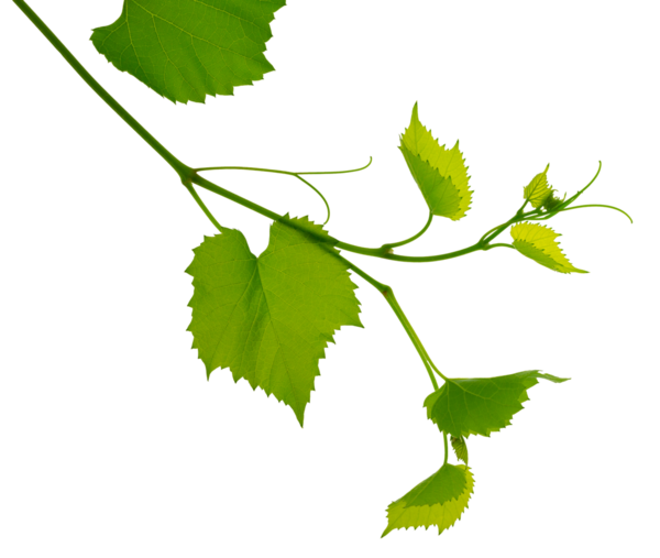 Şeffaf üzüm dalı, png. Yeşil yaprakları ve dalları olan bir sarmaşık. Dedikodu. Asma yapraklı Sprig. Taze yeşil üzüm yaprağı. Yeşil asma yaprakları, yakın plan. bahar, yaz