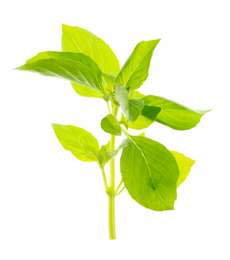 Şeffaf PNG üzerinde hassas bir fesleğen kümesi. Detaylı damarları ve zengin rengi var. Mutfak temalı grafikler için ideal..