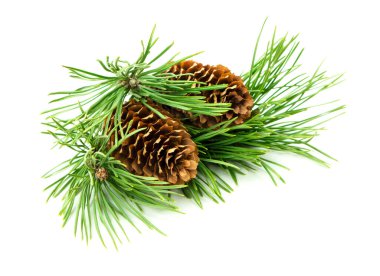 Dekor amaçlı gölgeli beyaz bir arka planda sergilenen küçük bir çam dalı ve konilerinin narin kış temalı yakın çekimi. 