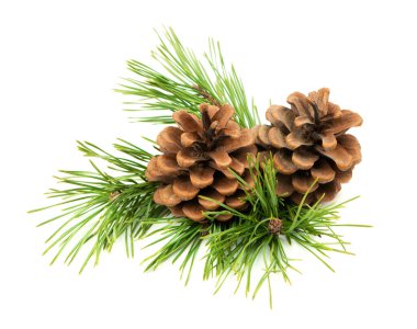 Çam dallarının ve kozalakların doğal bir bileşimi, gölgeli beyaz bir zemin üzerine yerleştirilmiş, yeni yıl temaları için mükemmel..