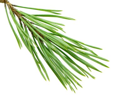 Beyaz arka planda izole edilmiş Noel ağacı dalı. Xmas ladini, yeşil köknar çam dalı yakın plan.