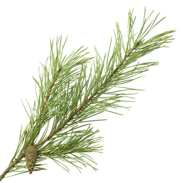 Beyaz üzerine yeşil iğneler olan çam dalı, kış temalı davetiyeler, kartpostallar ve mevsimlik afişler yaratmak için ideal..