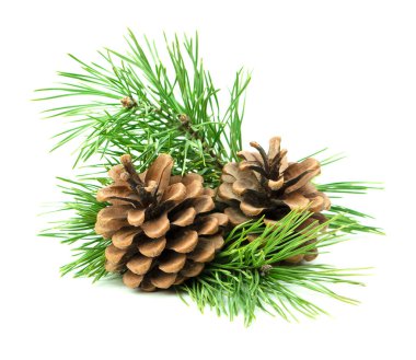 Çam dalları ve konilerinden oluşan doğal bir bayram düzenlemesi. Beyaz bir arka plana yerleştirilmiş. Detaylı bir yakın plan gölgesi var.