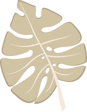 Tropik bitki canavar yaprağı. Düz stil tasarım, şeffaf, png. Egzotik, yağmur ormanı bitkisi, orman bitkisi, bitki örtüsü, bitki tasarımı. Yaz botanik baskısı.