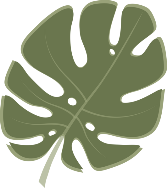 Tropik bitki canavar yaprağı. Düz stil tasarım, şeffaf, png. Egzotik, yağmur ormanı bitkisi, orman bitkisi, bitki örtüsü, bitki tasarımı. Yaz botanik baskısı.