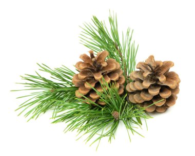 Bayram temalı, kozalaklı çam dalları mevsimlik dekorlar için gölgeli beyaz bir arka planda sergileniyor..