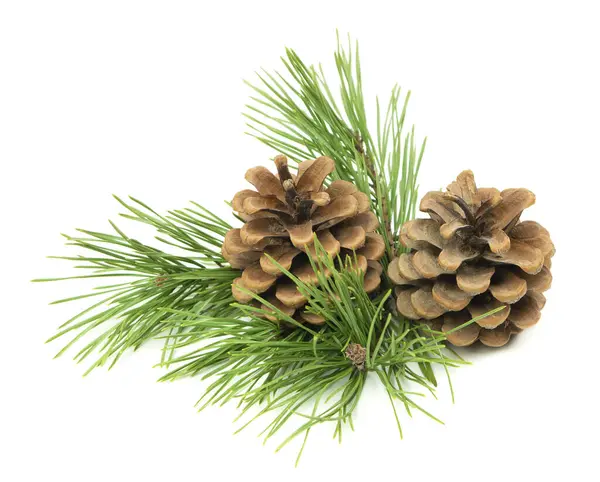 Bayram temalı, kozalaklı çam dalları mevsimlik dekorlar için gölgeli beyaz bir arka planda sergileniyor..