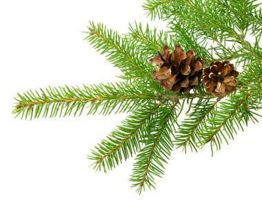 Beyaz üzerine izole edilmiş kozalaklı köknar dalı, tatiller için mevsimsel dekora doğal ve minimalist bir yaklaşımı temsil ediyor..