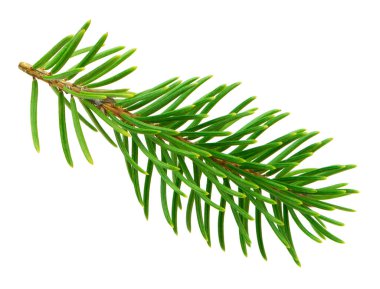 Doğal yeşil tonlara sahip bir köknar ağacının yakın plan, dekor ihtiyaçları için gölgesi olmayan temiz beyaz bir zemin üzerinde izole.  