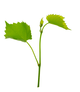 Şeffaf yeşil yapraklı asmalar, png. Küçük taze bir sarmaşık dalı. Taze dallar ve sarmaşık yaprakları. Bahar. Yaz. Doğa