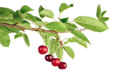 Şeffaf, png.vişne dalında kırmızı vişneli tatlı vişne. Tasarımın için. Yemek kitapları, yemek tarifleri, önlükler, mutfak aksesuarları, çıkartmalar, bulaşıklar, yemek paketleri için elverişli