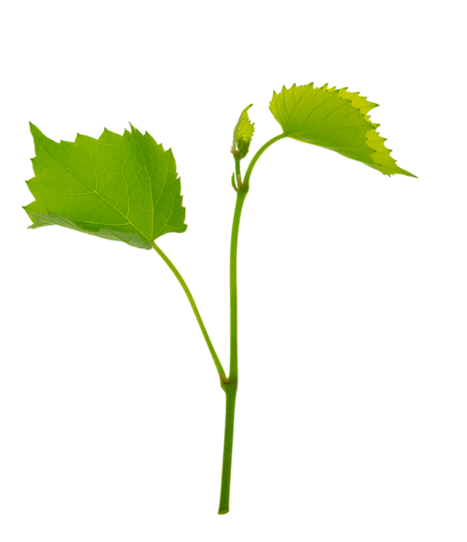 Şeffaf yeşil yapraklı asmalar, png. Küçük taze bir sarmaşık dalı. Taze dallar ve sarmaşık yaprakları. Bahar. Yaz. Doğa