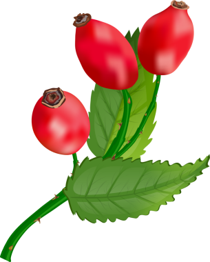 Sonbahar gül ağacı dalı. Rosehip, köpek gülü. Böğürtlen Şifalı bitkiler, bitkiler. Sağlık ve güzellik ürünleri paketi yaratmak için. Şeffaf, png, illüstrasyon. kırmızı güllük.