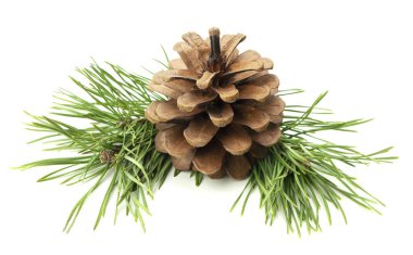 Doğal bir yeni yıl kompozisyonu olan kozalaklı çam dalları, gölgeli beyaz üzerine izole edilmiş, yakın plan detaylı bir görüntü.. 