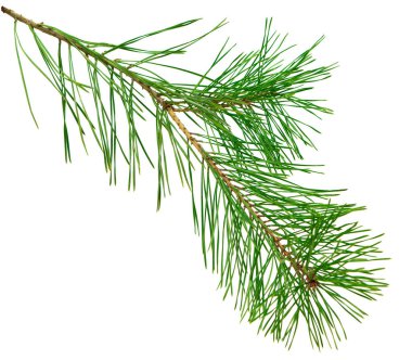 Beyaz üzerinde yeşil iğneler bulunan taze çam dalı, tatil süslemeleri, reklamlar ve şenlikli tasarımlar için ideal..