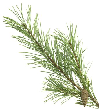 Beyaz arkaplanlı kozalaklı bir dal. Yeşil çam iğneleri. Kozalaklı fidan. Noel süsü. Orman. Kapat.