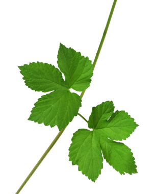 Zıplayan yapraklar. Yakın plan. Gölge olmadan saydam olarak izole edilmiş. PNG . Bira yapıyorum. Malzemeler. yeşil hop yaprağı.