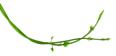 Filizleri ve yaprakları olan genç Twig Hops. Gölge olmadan saydam olarak izole edilmiş. PNG. Yakın plan. Düz konum. Zıplamanın yeşil dalları.