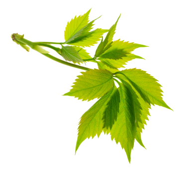 Sarmaşık çerçeveleri, sarmaşık yapraklı yeşil yapraklı sarmaşıklar. Zarif Hedera sınırları şeffaf, png üzerinde izole edilmiştir. Yeşil yapraklar. Yaz, sonbahar, doğa, botanik dekor.