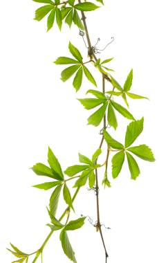 Genç sarmaşık sapları. Genç yeşil sarmaşık yaprakları, ağaç kabuğu dokusunun dikey arkaplanı, yakın plan yeşil üzüm. Şeffaf, png