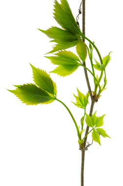 Sarmaşık çerçeveleri, sarmaşık yapraklı yeşil yapraklı sarmaşıklar. Zarif Hedera sınırları şeffaf, png üzerinde izole edilmiştir. Yeşil yapraklar. Yaz, sonbahar, doğa, botanik dekor.