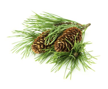 Küçük bir çam dalı ve kozalaklı bir bayram süsü. Beyaz bir arka planda izole edilmiş. Tasarım için gölgesi var.. 