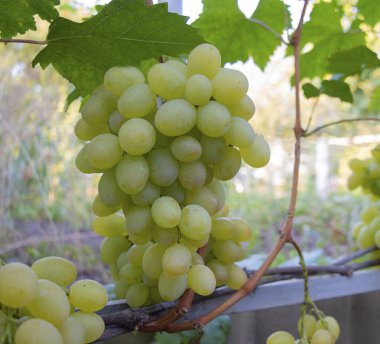 Üzüm bağlarında yetişen yeşil üzümler organik tarım, meyve reklamları ve mevsimsel hasat içeriği için uygundur.