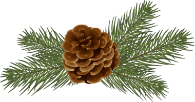 Çam kozalaklı dallar. Noel ağacı, köknar ağacı, çam ağacı. Noel ve yeni yıl ladin yaprakları ve koniler şeffaf, png. Kozalaklı her zaman yeşil dekoru