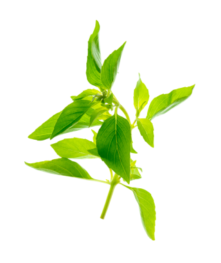 Şeffaf PNG 'ye izole edilmiş fesleğen yaprakları yiyecek ve tarif tasarımlarında kullanmak için taze ve aromatik cazibelerini yakalıyor.