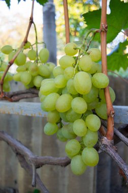 Güneş ışığında asılmış yeşil üzümler, hasat pazarlama, üzüm bağı içeriği ve organik görseller için uygundur.