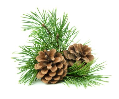 Yaratıcı dekorasyon fikirleri için gölgeli beyaz bir zemin üzerinde izole edilmiş kozalaklı çam dallarının yeni yıl kompozisyonu