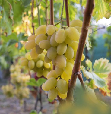 Üzüm bağlarında olgunlaşan üzümler, organik tarım, mevsimlik hasat ve meyve endüstrisi içeriğini temsil ediyor.