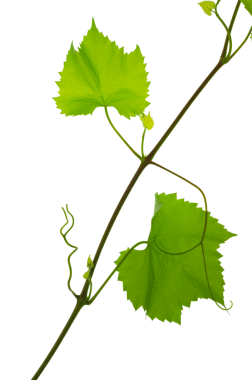 Taze yeşil üzüm dalı yaprakları. Yeşillik. Asma dalı, şeffaf, png. Yapraklı taze üzüm dalları. Yaz doğası.