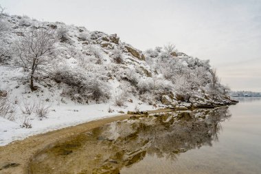 Snow-covered tree on the bank of a winter river