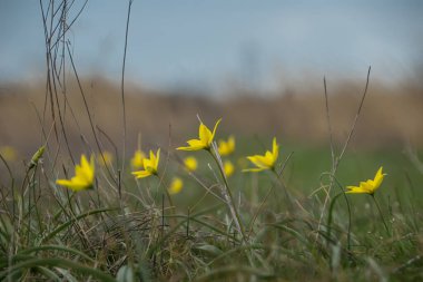 Spring flowers bloom on a tree branch in the background of the garde