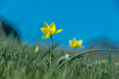 Spring flowers bloom in the field against the background of the sk