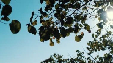 Arkadaki ışıkta sallanan ağaç yaprakları. Güneş ve rüzgarın etkisiyle çizgiler ve hareketler görülür..