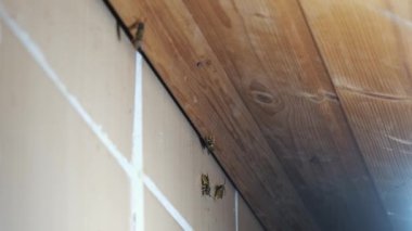 Bunlar tavan arasına yuva yapmış arılar. İki arı fayanslarda hareket ediyor..