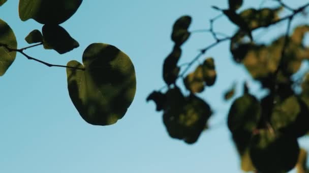 Listoví Stromu Kymácí Pohybují Něm Stíny Jiných Listů Západ Slunce — Stock video