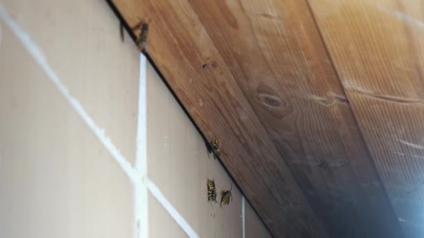 这些是筑巢在阁楼上的蜜蜂 两只蜜蜂在瓷砖上飞舞 — 图库视频影像