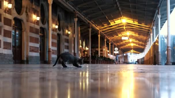 Кошка Играет Веревкой Полу Сиркеси Историческом Железнодорожном Вокзале Стамбула Котёнок — стоковое видео