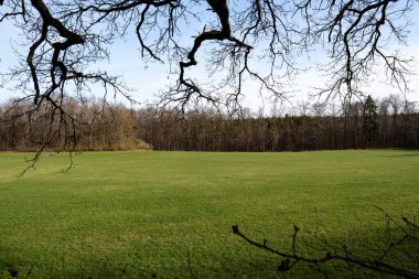 Vahşi doğa atmosferi bir ağaç güzelliği arka planından