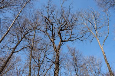 Açık mavi gökyüzü sahne atmosferi