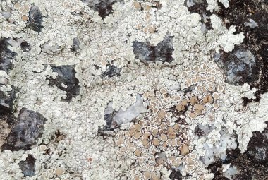 Eşsiz gerçek doku kaba kalıp resim soyut arkaplan sanatı