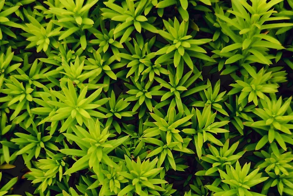 Echt Pflanze Textur Rau Muster Bild Abstrakt Hintergrund Kunst — Stockfoto