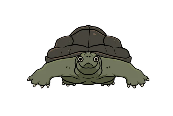 Schildkröte Tier Kopf Cartoon Tierwelt Gesicht Charakter Kunst — Stockfoto